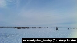 На втором "несанкционированном митинге" оленей явно было больше, чем людей