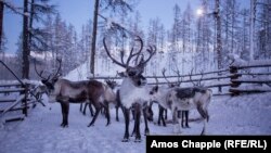 Северные олени (архивное фото) 